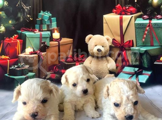 Original Kore Beyaz Maltipoo Yavruları görsel