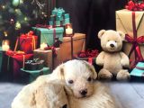 Original Kore Beyaz Maltipoo Yavruları