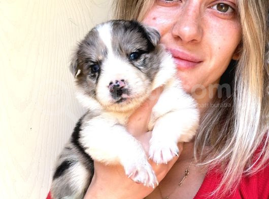 Her Renk Border Collie Yavru görsel