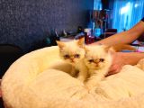 50 Günlük Safkan İran Persi̇an Di̇şi̇ Erkek Yavrularimiz