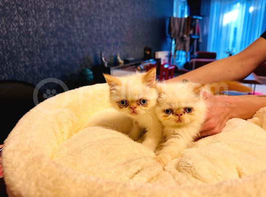 50 Günlük Safkan İran Persi̇an Di̇şi̇ Erkek Yavrularimiz görsel