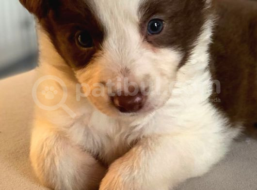 Her Renk Border Collie Yavru görsel