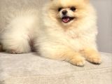 Orji̇nal Teacup Pomeri̇an Boo Ayi Surat Eği̇ti̇mli̇ Scrli̇