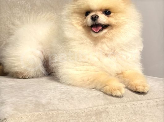 Orji̇nal Teacup Pomeri̇an Boo Ayi Surat Eği̇ti̇mli̇ Scrli̇ görsel