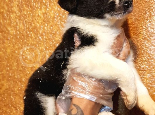 Show Li̇ne Border Coli̇e Yavrularimiz Burada görsel