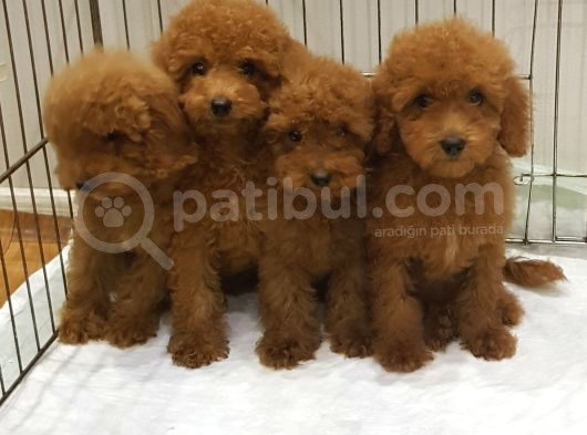 Red Brown Kizil Orji̇nal Toy Poodle Bebekler görsel