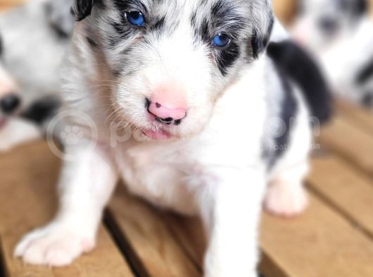 Her Renk Border Collie Yavru görsel
