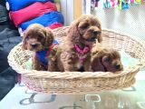 Kizil Renk İnani̇lmaz Kali̇te Cavapoo Bebekler