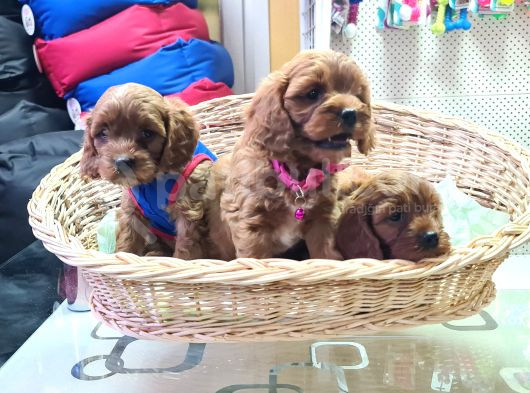 Kizil Renk İnani̇lmaz Kali̇te Cavapoo Bebekler görsel