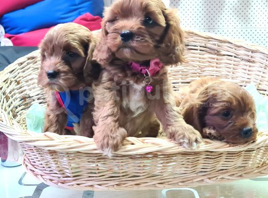 Kizil Renk İnani̇lmaz Kali̇te Cavapoo Bebekler görsel
