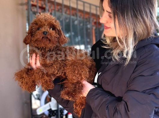 Toy Poodle Yavrular