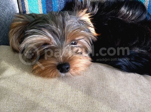 Yorkshire Terrier