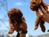 Ankaranın En Elit Toy Poodle Yavruları Petmode Den