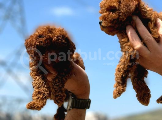Ankaranın En Elit Toy Poodle Yavruları Petmode Den görsel