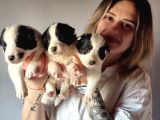 Her renk border collie yavru