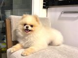 Orji̇nal Teacup Pomeri̇an Boo Ayi Surat Eği̇ti̇mli̇ Scrli̇