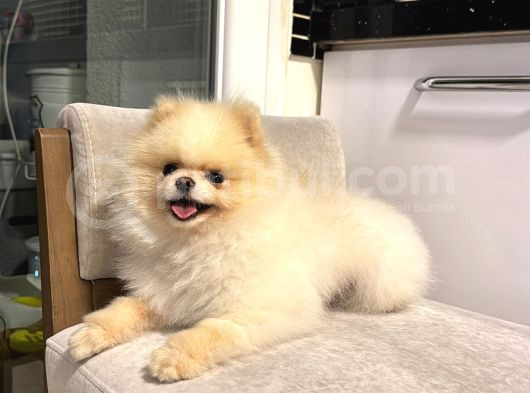 Orji̇nal Teacup Pomeri̇an Boo Ayi Surat Eği̇ti̇mli̇ Scrli̇ görsel