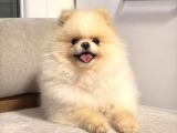 ORJİNAL TEACUP POMERİAN BOO AYI SURAT EĞİTİMLİ SCRLİ