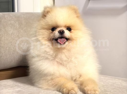 Orji̇nal Teacup Pomeri̇an Boo Ayi Surat Eği̇ti̇mli̇ Scrli̇