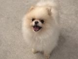 Orji̇nal Teacup Pomeri̇an Boo Ayi Surat Eği̇ti̇mli̇ Scrli̇
