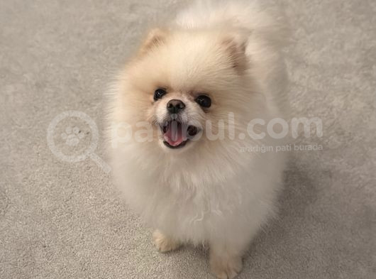 Orji̇nal Teacup Pomeri̇an Boo Ayi Surat Eği̇ti̇mli̇ Scrli̇ görsel