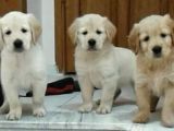 BEBEK YÜZ A KALİTE GOLDEN RETRİEVER BEBEKLER