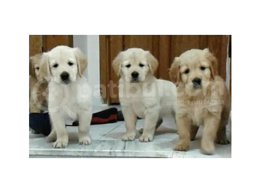 Bebek Yüz A Kali̇te Golden Retri̇ever Bebekler