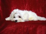 Pamuk Gi̇bi̇ Orji̇nal Maltese Teri̇er Yavrular
