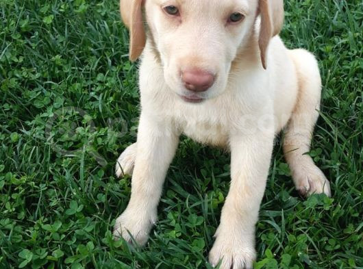 Orji̇nal Müthi̇ş Güzelli̇kte Labrador Yavrular görsel
