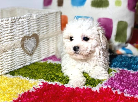 Pamuk Gi̇bi̇ Gerçek Kali̇te De Bi̇chon Fri̇se Yavrular görsel