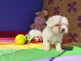 Pamuk Gi̇bi̇ Orji̇nal Maltese Teri̇er Yavrular