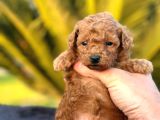 Irk Ve Sağlık Garantili Toy Poodle Yavrularımız