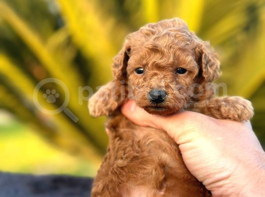 Irk Ve Sağlık Garantili Toy Poodle Yavrularımız görsel