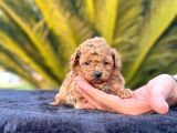 Irk Ve Sağlık Garantili Toy Poodle Yavrularımız
