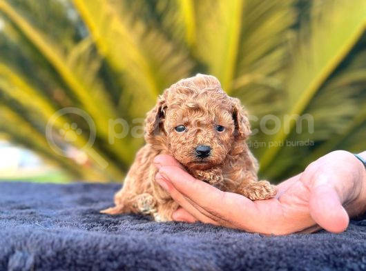 Irk Ve Sağlık Garantili Toy Poodle Yavrularımız görsel