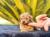 Irk Ve Sağlık Garantili Toy Poodle Yavrularımız