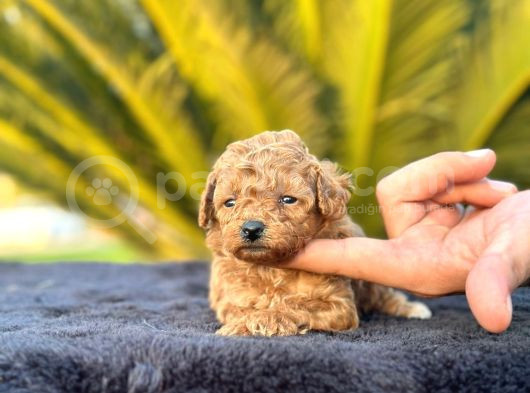 Irk Ve Sağlık Garantili Toy Poodle Yavrularımız görsel