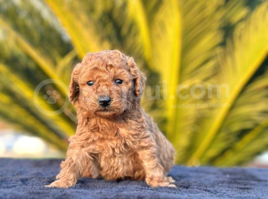 Irk ve sağlık garantili toy poodle yavrularımız