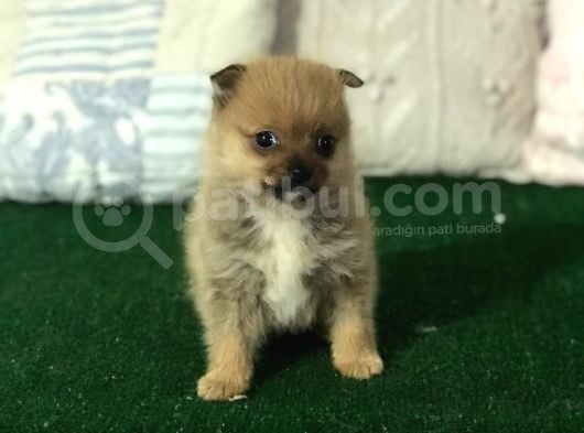 Mi̇kro Boy Kahverengi̇ Uygun Fi̇yata Pomerani̇an Spi̇tz görsel