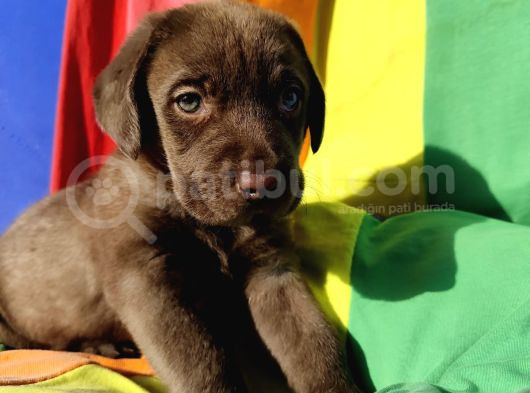 Orji̇nal Müthi̇ş Güzelli̇kte Labrador Yavrular görsel
