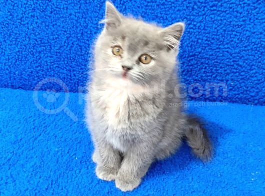 Teslime Hazır Pıtırcık Kaçırılmaz Bir Güzellik görsel
