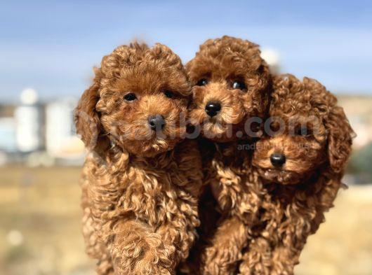 Ankaranın En Elit Toy Poodle Yavruları Petmode Den görsel