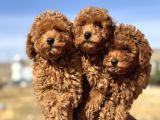 Ankaranın En Elit Toy Poodle Yavruları Petmode Den
