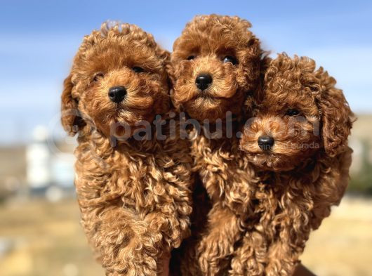 Ankaranın En Elit Toy Poodle Yavruları Petmode Den görsel