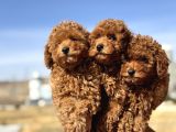 Ankaranın En Elit Toy Poodle Yavruları Petmode Den