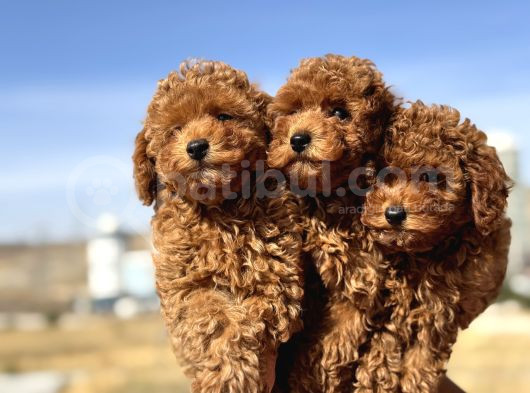 Ankaranın En Elit Toy Poodle Yavruları Petmode Den görsel