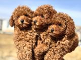 Ankaranın En Elit Toy Poodle Yavruları Petmode Den