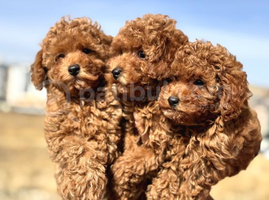 Ankaranın En Elit Toy Poodle Yavruları Petmode Den görsel
