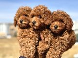 Ankaranın En Elit Toy Poodle Yavruları Petmode Den