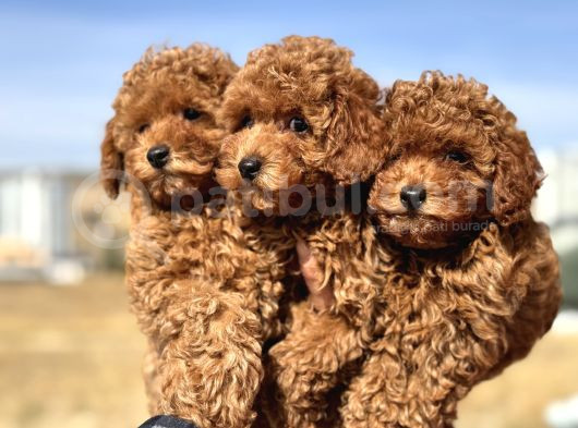 Ankaranın En Elit Toy Poodle Yavruları Petmode Den görsel